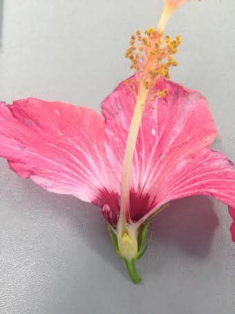 Cross section of a Hibiscus Flower