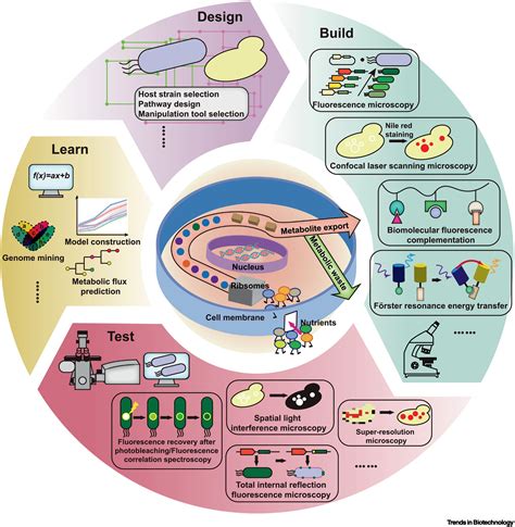 Microscopy Imaging Of Living Cells In Metabolic Engineering Trends In