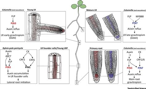 Pin Transcriptional Regulation Shapes Root System Architecture Trends