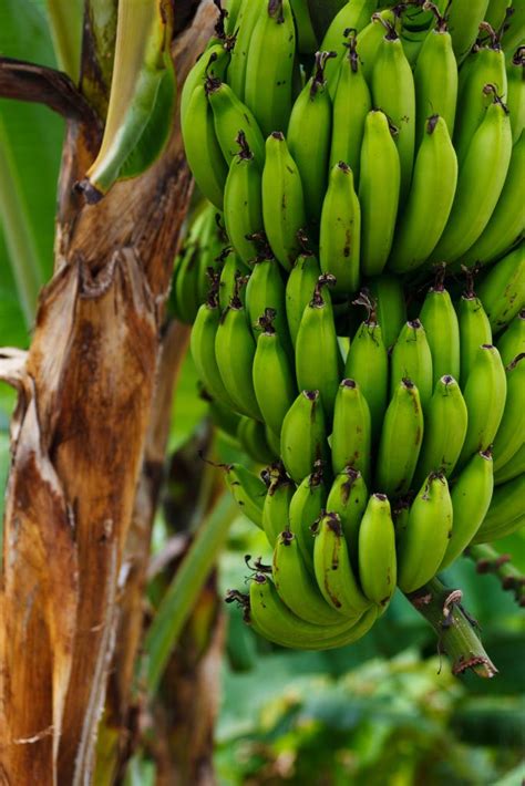 Unripe Banana On Banana Tree Goldposter Free Stock Photos