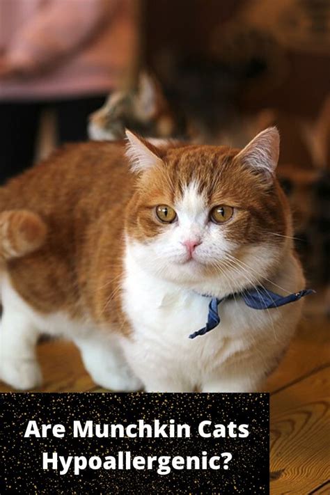 You may be interested in. Are Munchkin Cats Hypoallergenic? in 2020 | Munchkin cat ...