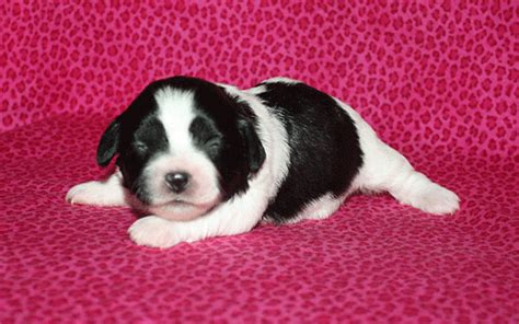 View available poochon puppies for sale. Puppies for sale - Shichon (Shi Bi, Zuchon, Teddy Bear ...