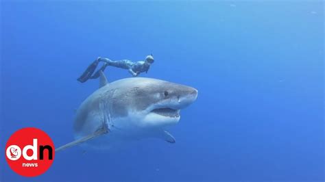 Enormous Great White Shark Swims With Divers In Hawaii Youtube