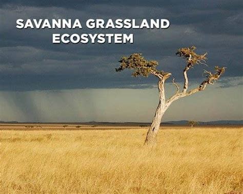 Savanna Ecosystem Characteristics Animals And Plants Earth Reminder