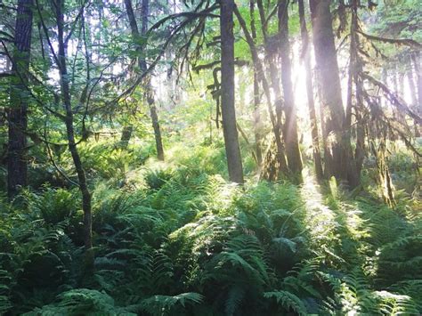 Umpqua National Forest Roseburg Ferns Woodland Trees Swiftwater