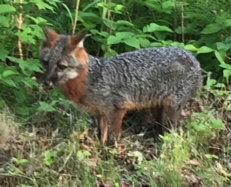 Sues Escape From Cancerland Gray Fox Versus Red Fox