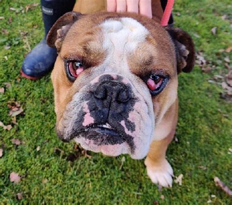 English bulldogs for adoptionselect a breed. Chase - 2 year old male English Bulldog available for adoption