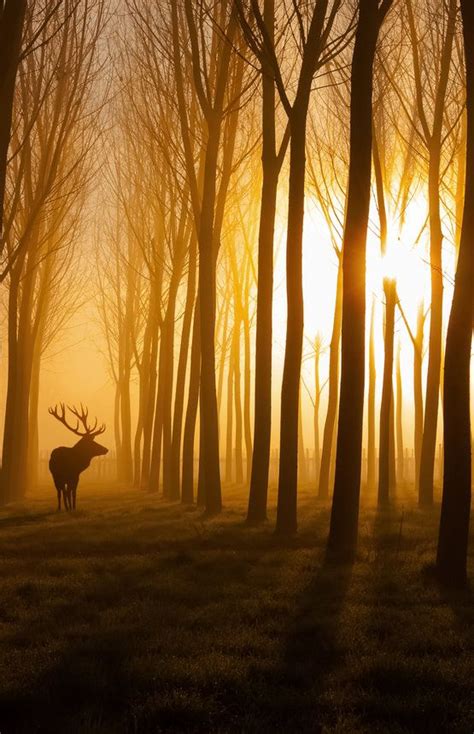 Forest Stag Wall Mural Wallsauce Uk Stag Wallpaper Mural Wallpaper