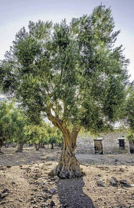 65 Trendy Olive Tree Design Backyards Olive Trees Landscape Tree
