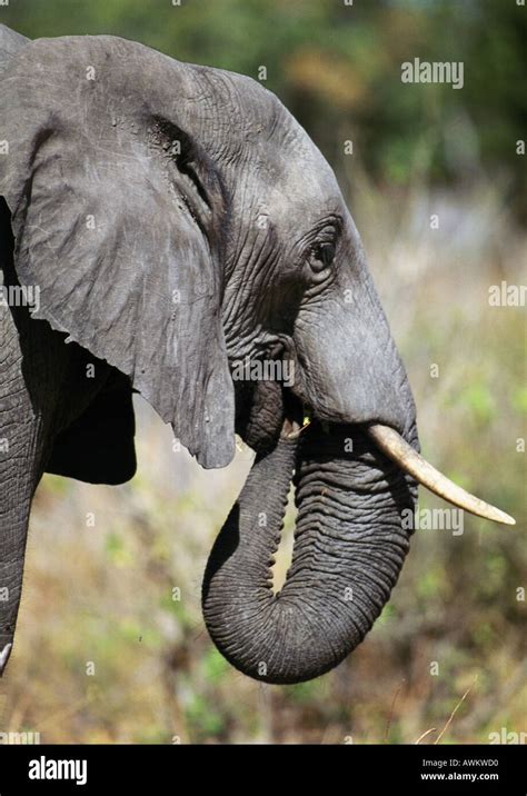 African Bush Elephant Loxodonta Africana With Trunk In Mouth Close
