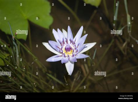 Close Up Of Tropical Water Lily Nymphaeaceae Blue And Purple In Colour