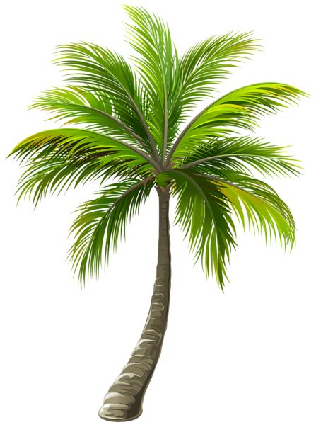 Palm Tree Png Transparent Image Download Size 447x600px