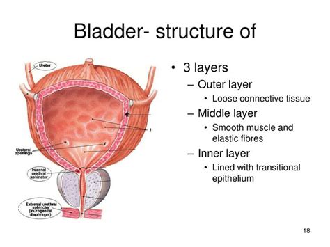 Ppt Urinary System Anatomy And Physiology Powerpoint