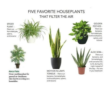 The Best 5 Air Purifying Indoor Plants Which Detoxify Air Review Mentor