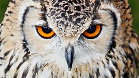 Serious Bird Owls Wallpaper 39056081 Fanpop