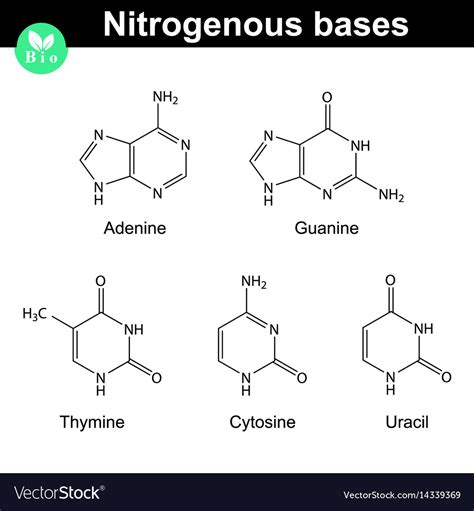 Nitrogenous Bases Molecular Structures Royalty Free Vector