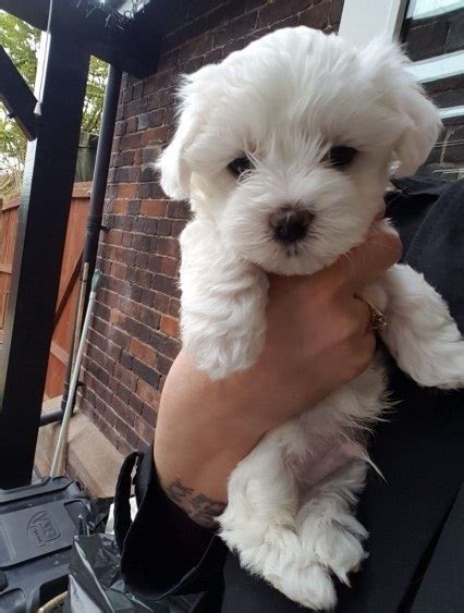 3 females and 3 males. VDVFD Two Teacup Maltese Puppies Needs a New Family FOR ...