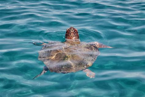 Caretta Caretta Turtle From Zakynthos Stock Image Image Of Swimming