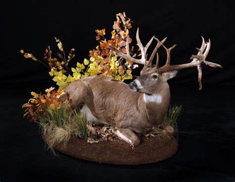 The Wildlife Gallery Custom Taxidermy Studio Whitetail Deer Taxidermy