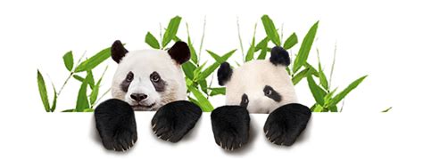 Panda Png Animal Images Panda Bear Cute Panda Baby Panda Download
