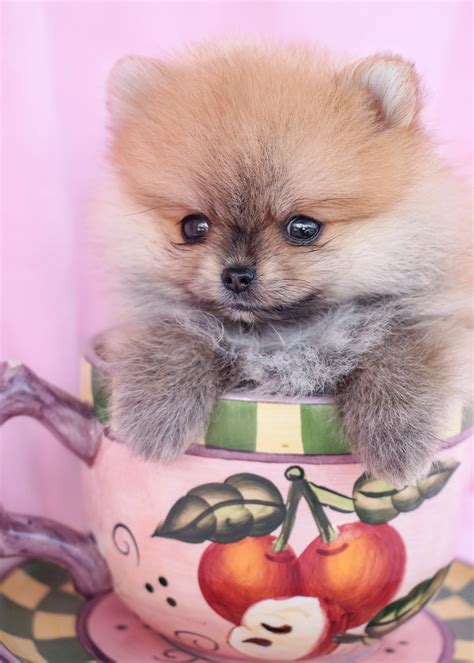 Why buy a puppy for sale if you can adopt and save a life? Teacup Pomeranian Puppy and Pomeranian Puppies at TeaCups ...