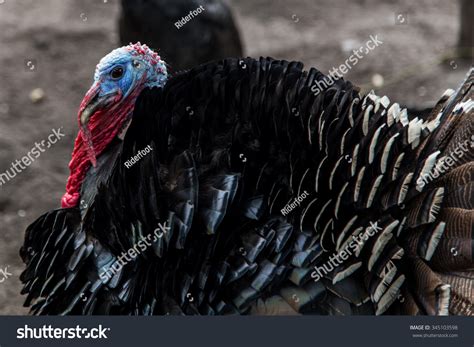 domestic tom turkey meleagris gallopavo foto de stock 345103598 shutterstock