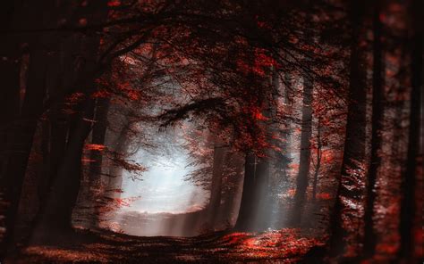 Landscape Nature Atmosphere Forest Mist Sun Rays Path Trees