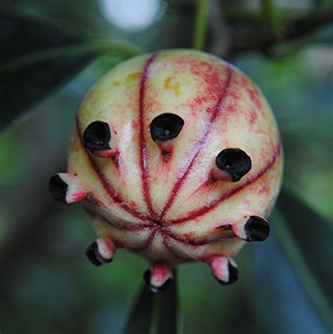 Growing unusual fruits in your polytunnel is an interesting thing to do. A most unusual fruit... Clusia fruit will break open to re… | Flickr