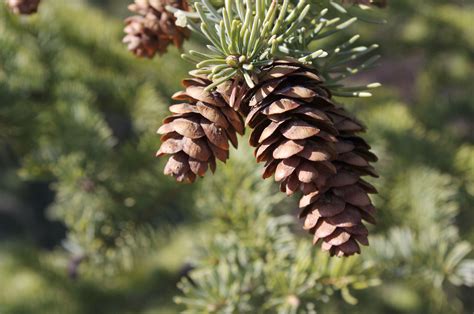 Free Images Nature Branch Leaf Flower Produce Pinecone