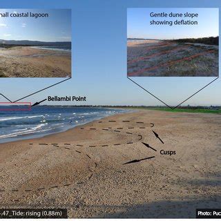 Vegetated Foredune Along The Beach Cusps Northern Part And The Download Scientific Diagram