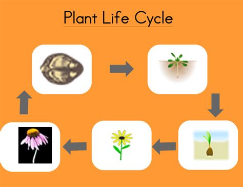 Plant Life Cycle Plants