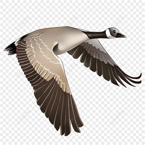 Big Geese Flying South Free Png And Clipart Image For Free Download