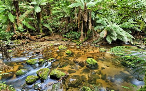 Rainforest Creek Australie Tasmanie Stream Clean Water Stones Green
