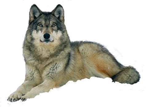 Two wolves, carnivores, animals wolf png. Wolf PNG