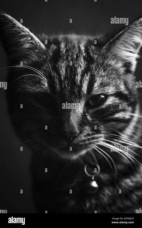 Black And White Close Up Portrait Of A Young Gray Tabby Cat Low Key On