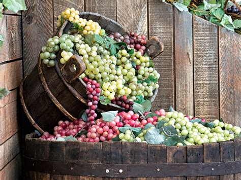 Wine Grapes Kazzit Us Wineries And International Winery Guide