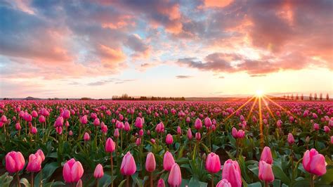 Beautiful Sunset Pink Tulip Flowers At Skagit Valley Tulip Festival