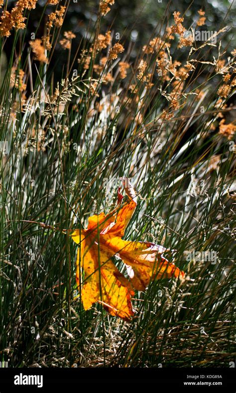 Lone Autumn Leaf Caught In Dry Grass With Background Of Wildflowers In