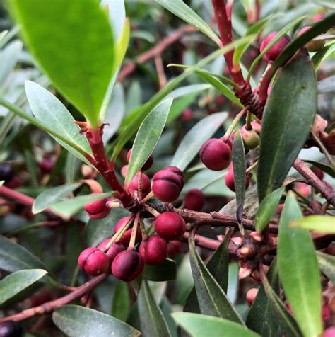 Tasmannia Lanceolata Mountain Pepper Tasmanian Pepperberry