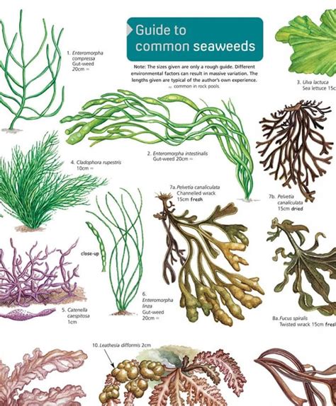 Identifying Seaweed Taxonomic Collections