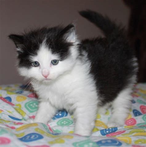 Stunning Pedigree Norwegian Forest Kittens For Sale Adoption From Bay