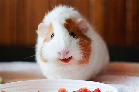 Морские свинки диета Морская свинка – пухленькая очаровашка. Описание и фото морских свинок Морская свинка – пухленькая очаровашка. Описание и фото морских свинок Морские свинки диета