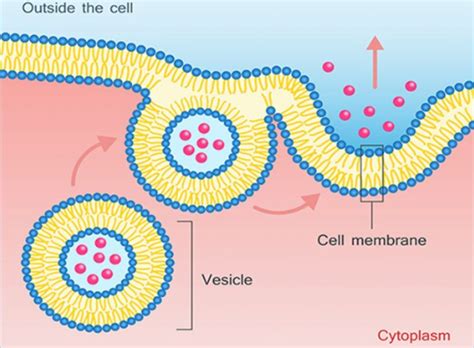 Animal cells from the basic structural units of all tissues and organs of the body. Which cell organelles are called the secretory vesicles ...