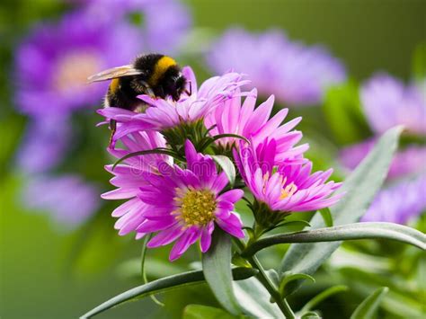 Bumblebee On The Purple Aster Flowers Stock Image Image Of Leaves