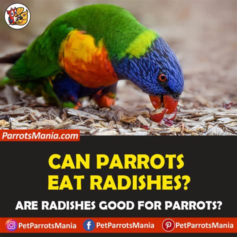 Can Parrots Eat Radishes Is It Safe For Parrots