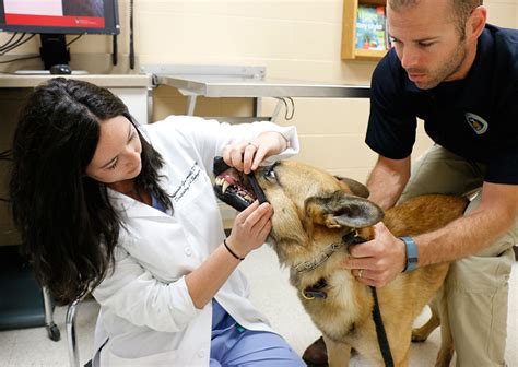 Veterinary Dentistry Cat And Dog Dentist Uw Veterinary Care