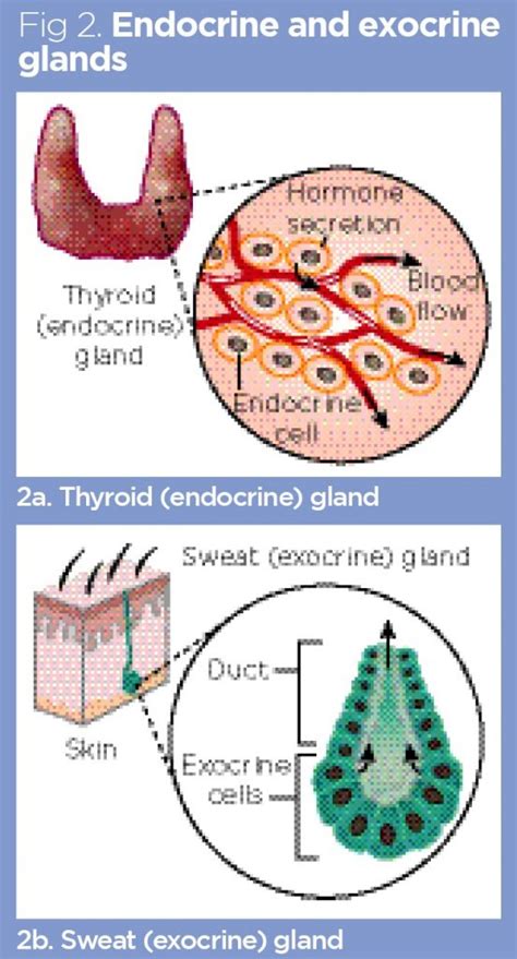 Endocrine System 1 Overview Of The Endocrine System And Hormones