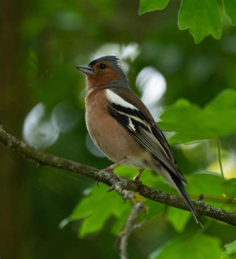 Birds Of Northern Europe — Life In A Southern Forest