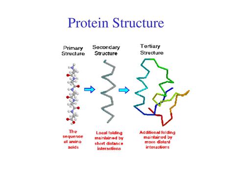 Ppt Protein Chemistry Basics Powerpoint Presentation Free Download