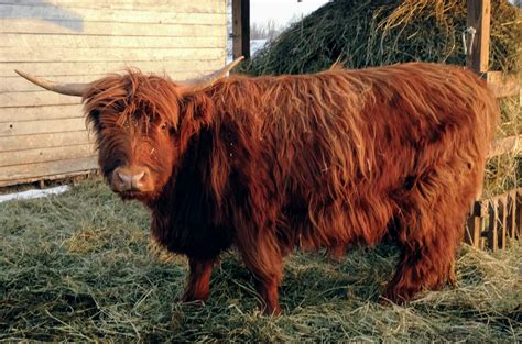 Our Scottish Highland Cattle Mulberry Meadow Mini Silky